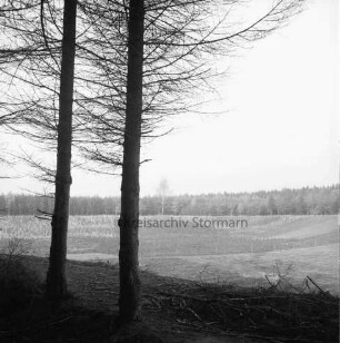 Oher Tannen: Renaturierung eines Teils der Kiesgrube: vorn links zwei Bäume: dahinter Senke mit Anpflanzung von Laubbäumen: im Hintergrund Tannenwald