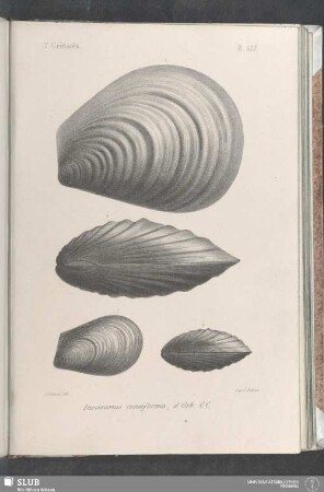 Pl. 407