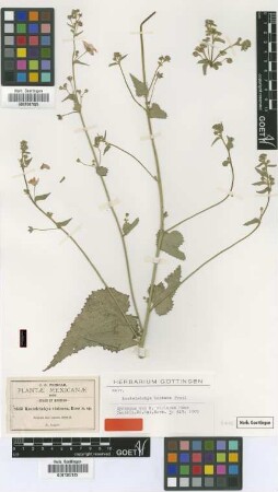 Kosteletzkya violacea Rose [syntype]