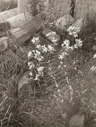 Gewöhnliches Seifenkraut (Saponaria officinalis) auf abgelagerten Steinen in Dresden-Loschwitz