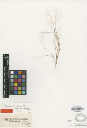 Panicum kappleri Steud. [isotype]