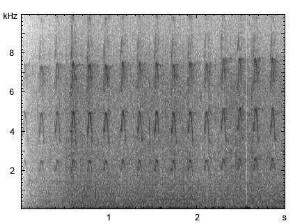 Star | Sturnus vulgaris - Ruf