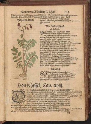 Von Körffel, Cap. CLVIII