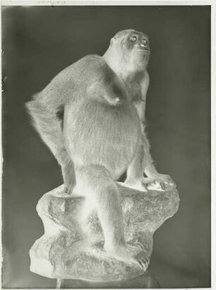 Gorilla gorilla (Savage, 1847)