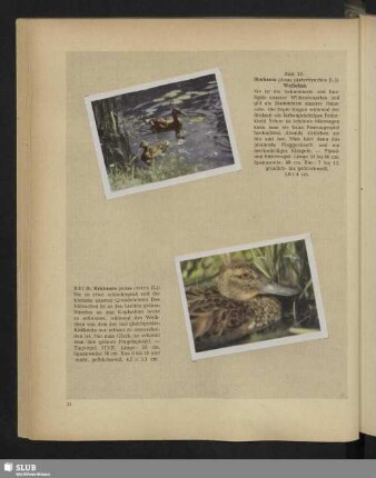 Bild 25: Stockente (Anas platyrhynchos [L.]): Weibchen - Bild 26: Krickente (Anas crecca [L.])