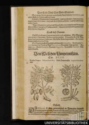 Cap. XCIII. Von Welschen Pimpernueßlen.