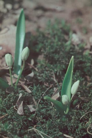 Pflanzen mit Knospen im Moos