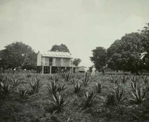 Sisalplantage bei Tanga : Tansania, Sisalplantage (Sisal-Agave (Agave sisalana)) bei Tanga, vor 1945
