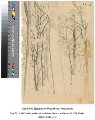 Waldstudie (Handskizze, Bleistift)