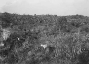 Ziegen : Blick über eine hügelige Landschaft mit Ziegen