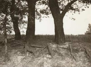 Dahlener Heide. Wurzelwerk von Kiefern (Pinus) an der Straße Schöna - Olganitz