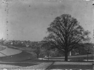 Zettlitzer Eiche : Zettlitz, alte Eiche an einer Straße in der Nähe des Ortes mit dem Blick auf Feldfluren und Ort.
