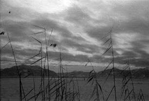 Seebruck am Chiemsee: Chiemsee mit Schilf im Vordergrund