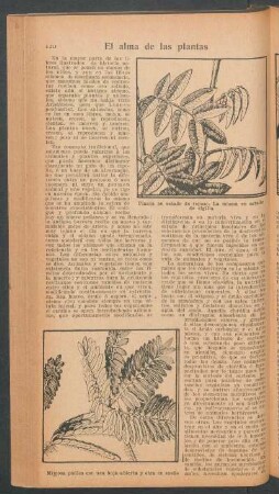 El alma de las plantas