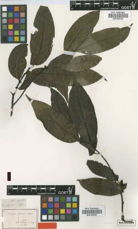 Diospyros gardneri Thwaites [type]