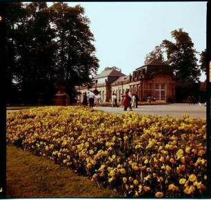 Schwetzingen: Schlosspark mit gelben Tulpen [Blumen]