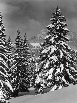 Winterbilder. Verschneite Nadelbäume