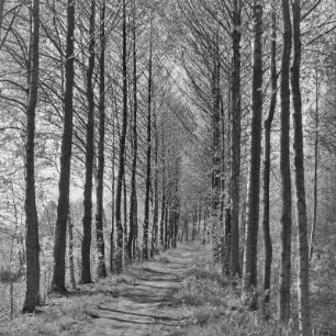 Landweg von Lübbenau nach Leipe. : Wjesny puć z Lubnjowa do Lipjego.