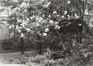 Blühende Magnolie (Magnolia)