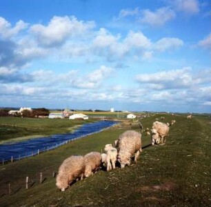 Hamburger Hallig. Schafe : Hamburg. Sönke-Nissen-Koog vor der Hamburg-Hallig