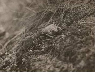 Deutschland. Knoblauchkröte (Pelobates fuscus), Terrarientier