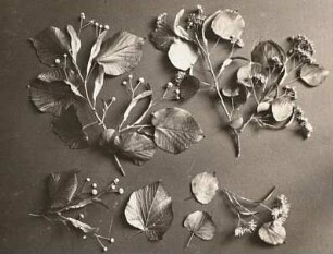 Sommerlinde (Sommerlinde (Tilia platyphyllos) und Winterlinde oder Steinlinde (Tilia cordata) im Vergleich
