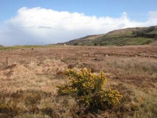 Bergland Provinz Mayo am Atlantik mit blühendem Ginster