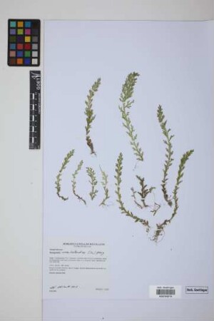 Selaginella novae-hollandiae (Sw.) Spring