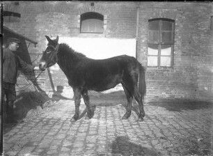 Maultier, Pferd, weiblich