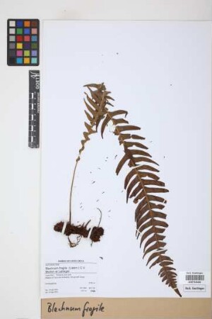 Blechnum fragile (Liebm.) C.V. Morton et Lellinger