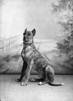 Hund
