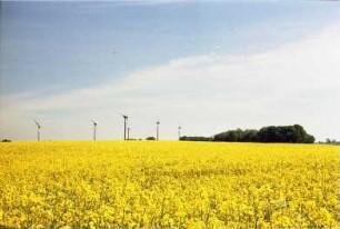 Windkrafträder zwischen Barkhorst und Eichede, davor Rapsfeld