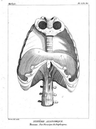 Pl. LIX bis. Systême Anatomique. Homme. Face Thoracique du Diaphragme.