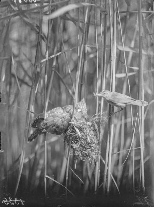 Kuckuck : Kuckuck (Cuculus canorus Linnaeus) im Nest des Teichrohrsängers (Acrocephalus scirpaceus Hermann).