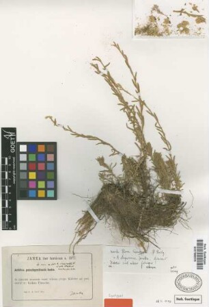 Achillea depressa Janka