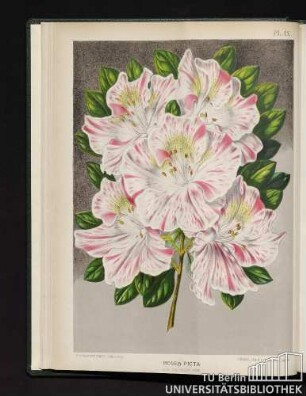 Pl. IX. Roseo Picta.