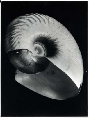 Nautilus umbilicatus, Indischer Ozean