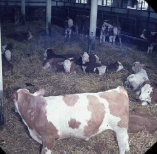 Fotografie: Stallsystem, Kälberhaltung, Tieflaufstall, Einstreu