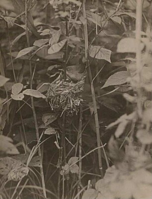 Teichrohrsänger (Acrocephalus scirpaceus) am Nest (Nest über dem Lande)