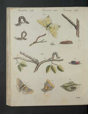 Tafel: Insekten LXI. [...]