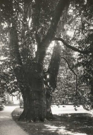 Elbtallandschaft. Pillnitz. Schloßpark, Platane