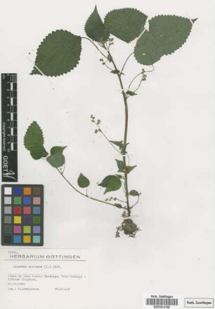 Laportea aestuans (L.) Chew