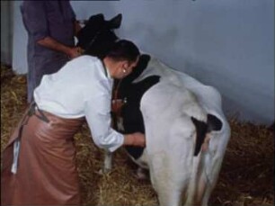 Diagnose und Therapie der linksseitigen Labmagenverlagerung beim Rind (Dislocatio abomasi sinistra)