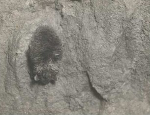 Nordfledermaus (Eptesicus nilssonii K. & B.), im Winterschlaf
