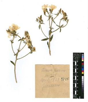 Linaceae Linum flavum Linné, Carl von (1707 - 1778) [Jerusalem, Yerushalayim, El Quds, Al-Quds, Al Quds, El Quds Esh Sherif, Al-Muqaddas, Jérusalem, Gerusalemme, Jerusalén, Aelia Capitolina, Colonia Aelia Capitolina, Hierosolyma, Urusalim, Jerusalem]