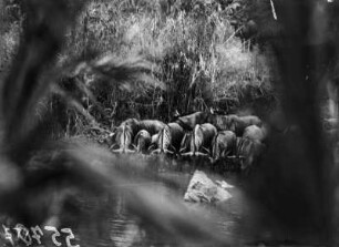 Trinkende Gnus : Eine Herde Gnus beim Trinken an einer Wasserstelle im Nationalpark.