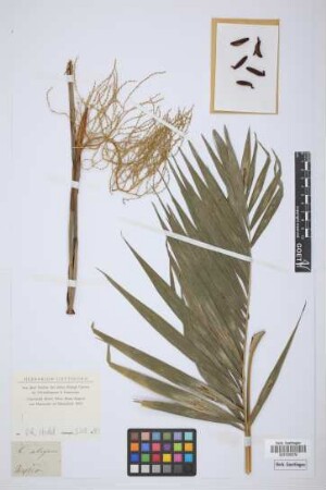 Chamaedorea elegans Mart.