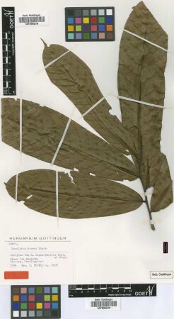 Hexalobus megalophyllus Engl. & Diels [isotype]