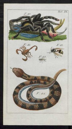Taf. IX. F. 40. - F. 44.
