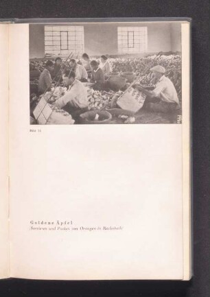 Bild 51 - Goldene Äpfel